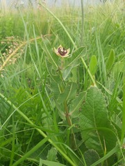 Pachycarpus concolor