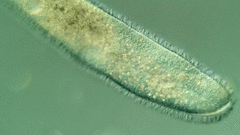 Conchostoma longissimum