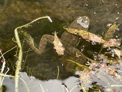 Euphlyctis cyanophlyctis