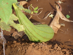 Luffa acutangula