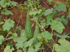 Luffa acutangula