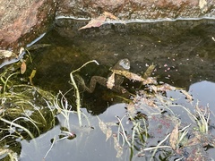 Euphlyctis cyanophlyctis