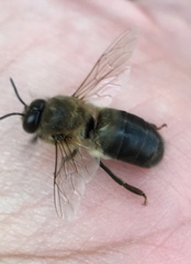Apis mellifera