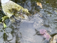 Euphlyctis cyanophlyctis