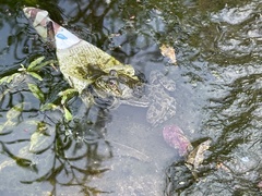 Euphlyctis cyanophlyctis