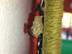 Mischocyttarus cassununga