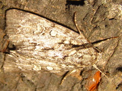 Acronicta adaucta
