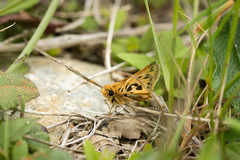 Hylephila fasciolata