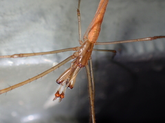 Tetragnatha nitens