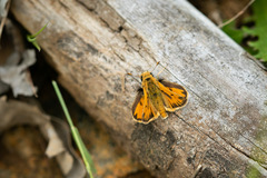 Hylephila fasciolata