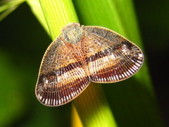 Ricania taeniata