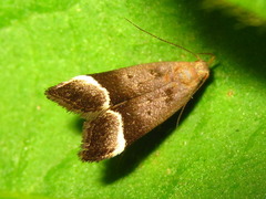 Anacampsis solemnella