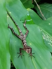 Anolis scypheus