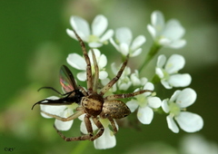 Philodromus cespitum