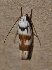 Plectophila pyrgodes