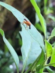 Attelabidae