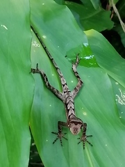 Anolis scypheus