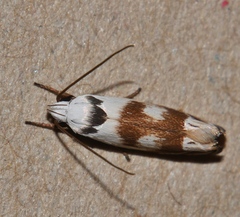 Plectophila pyrgodes
