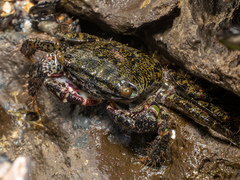Metopograpsus