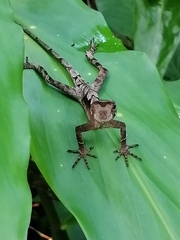 Anolis scypheus