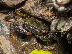 Metopograpsus