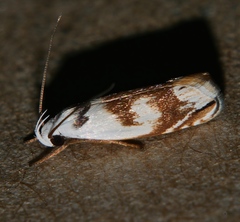 Plectophila pyrgodes