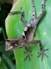 Anolis scypheus