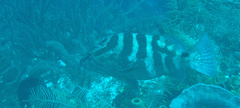 Epinephelus striatus