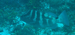 Epinephelus striatus