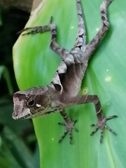 Anolis scypheus