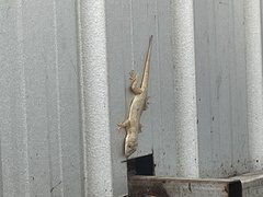 Hemidactylus flaviviridis