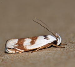 Plectophila pyrgodes
