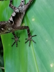 Anolis scypheus