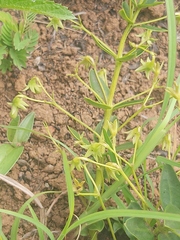 Rotheca hirsuta