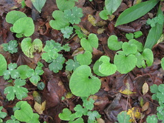 Doronicum caucasicum