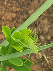 Justicia anagalloides