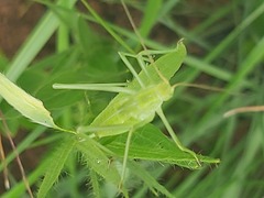Justicia anagalloides
