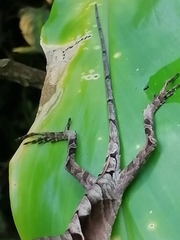 Anolis scypheus