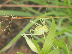 Justicia anagalloides