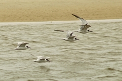 Thalasseus sandvicensis