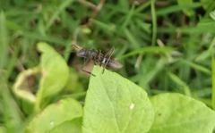 Riptortus linearis