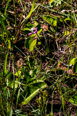 Eulophia hians hians