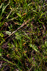 Eulophia hians inaequalis