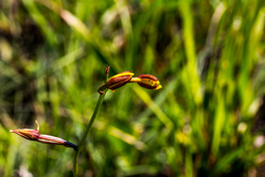 Eulophia hians inaequalis