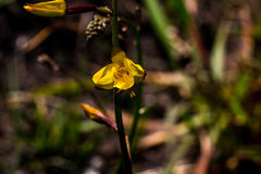 Eulophia hians inaequalis