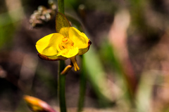 Eulophia hians inaequalis