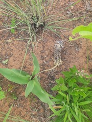 Ledebouria asperifolia