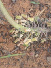 Ledebouria asperifolia