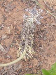 Ledebouria asperifolia