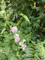 Mimosa diplotricha